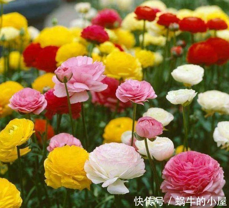 4种花耐热又耐冷，绿萝好养美10倍，四季都有花赏