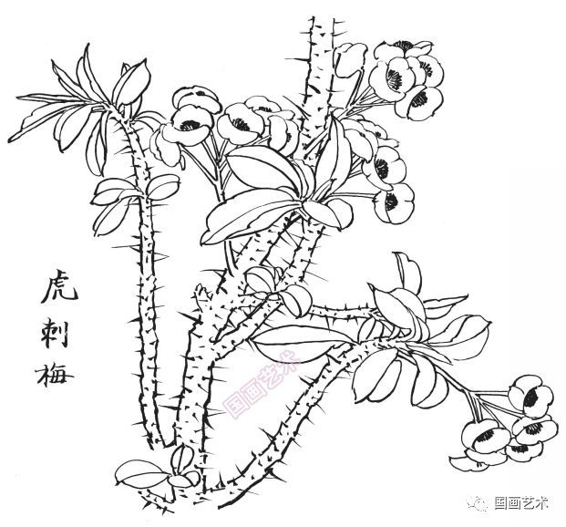  白描|花卉白描图谱选页分享