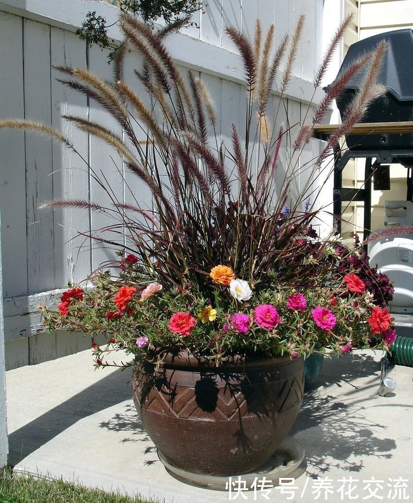 观赏草|6种绝佳的盆栽观赏草，买点种子就可以培育，新手园丁也可练练手