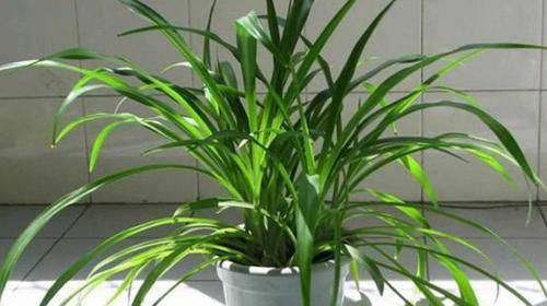 这2样植物就是“天生的水桶”,越浇水枝叶长得越旺盛!