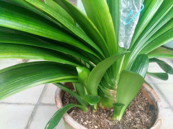 君子兰养护“技巧贴”4大养护难题，通通给出解决答案！