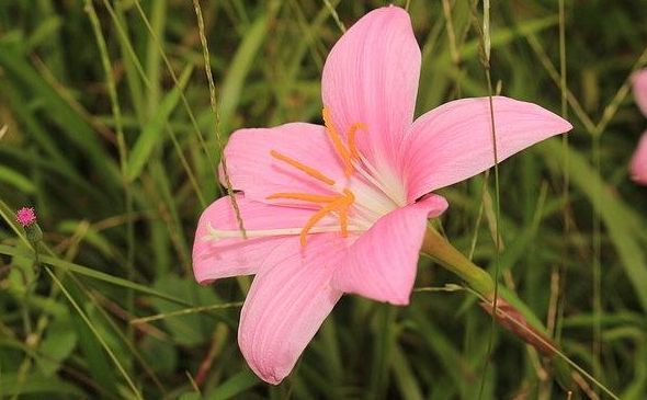 喜欢玫瑰，不如试试“珍稀玫瑰”蓝色妖姬，象征纯洁爱情，真美艳