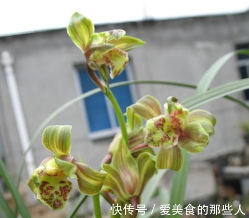 野生惠兰有哪些优点,怎样才能养好惠兰