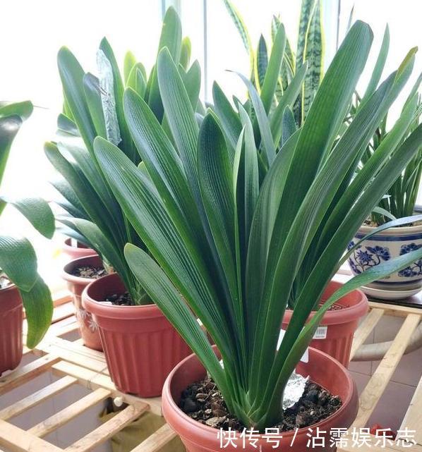 家里的盆栽花期不开花、还枯死了,是啥原因答案在这里