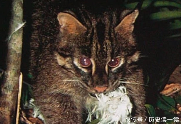 地球上几种近灭绝的物种 十分少见 最后一种只记录过3次 快资讯