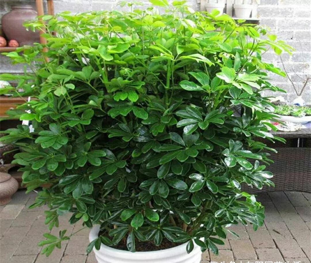 客厅标配5种绿植,摆在家里上档次,记住了,“多喷少浇”