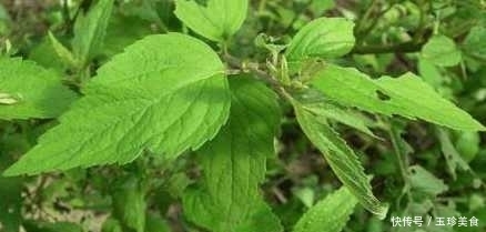 中年|乡下有一种很常见的菜 有奇效你知道吗
