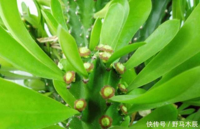 一人|爷爷在路上捡来的树枝，竟长成一人高的大树，给两万块也舍不得卖