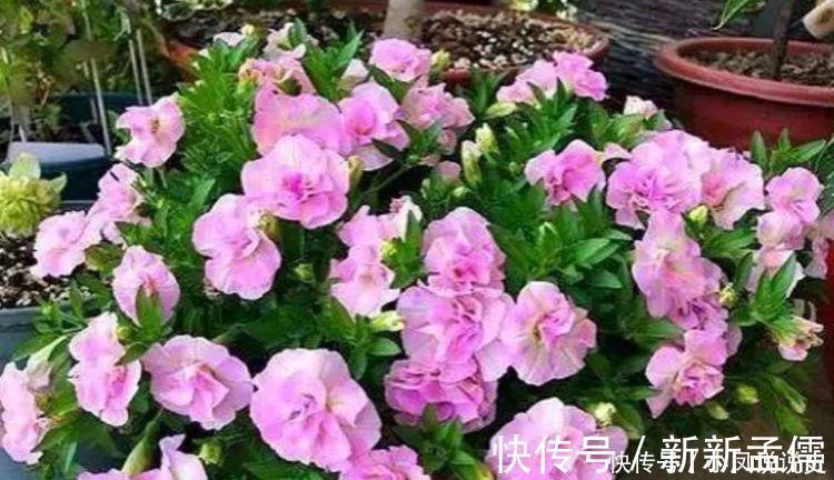 4种花是爆盆能手,开起花来拦不住,开成花海超美的