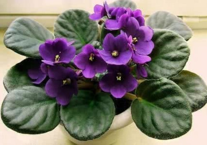 “5种花”是爆盆能手,好养易活,直接开成“花海”,太美了!