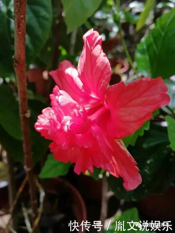 种花|1种花一开就是300多天,好养又漂亮,新手懒人都能养!