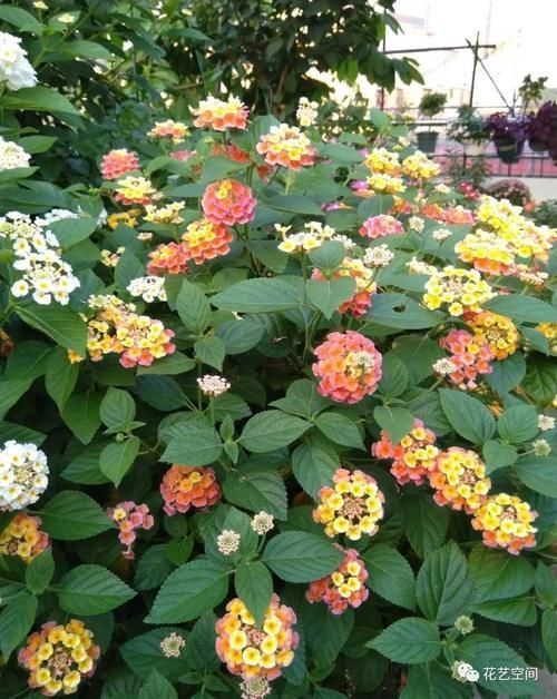 夹竹桃|家里有小孩,这几种花万万不能养,小心“酿成悲剧”!