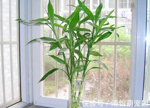 卧室养花要注意,2种花虽漂亮,但不能养,个个不利健康