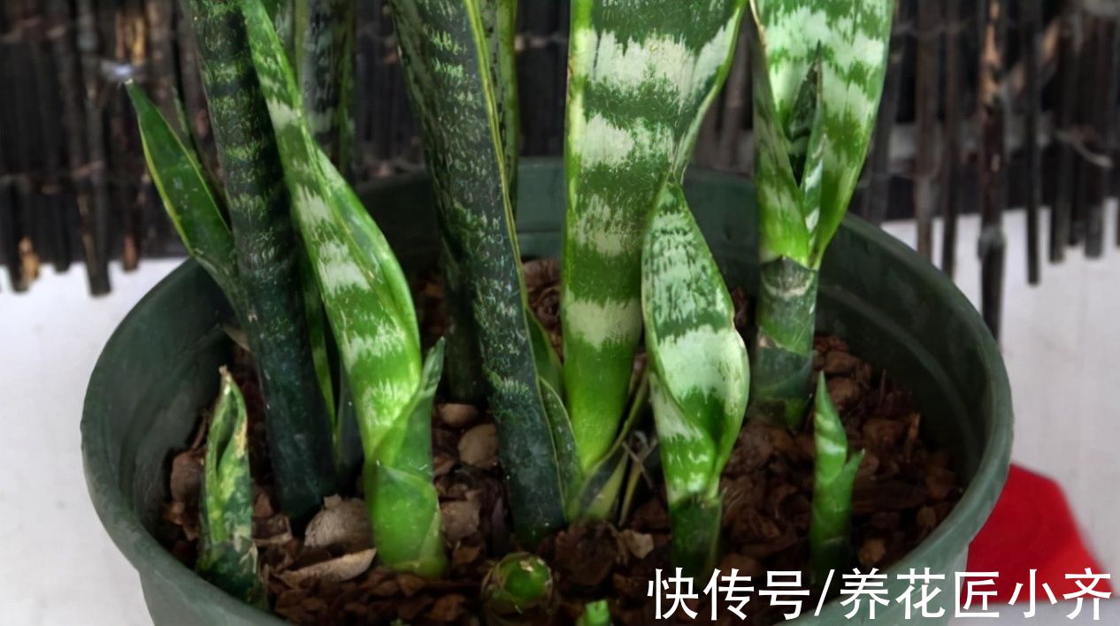 花盆|秋季养虎皮兰，发现有3个“症状”，赶紧换盆，现在更容易成活
