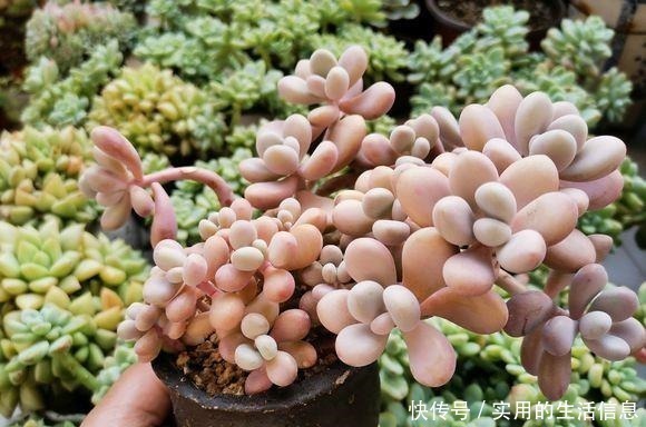 多肉|养不死的“桃蛋”,用“小陶盆”养,爆盆快,60天成老桩!