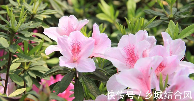 养花试试这几款，是稀有的园林观赏植物和阳台盆栽植物