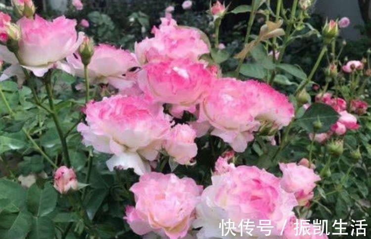 大花期|4种花好养又漂亮,花朵大花期长,年年开花不断,美翻天!