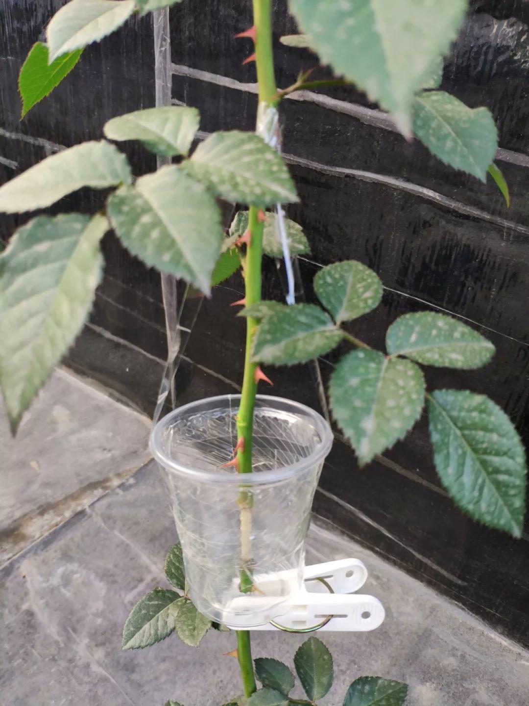 1个塑料瓶,居然有8种养花方法,省钱又好用!