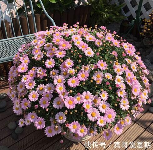 推荐8款小草花，普普通通开花美，是阳台盆栽的“颜值担当”！