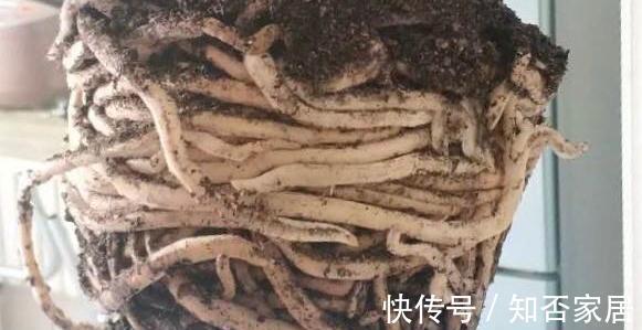 休眠期|栽培君子兰出现问题,基本是以下方面的原因,解决方案都在这里