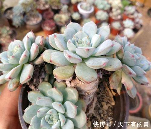 谨记|多肉出现“三情况”,千万别暴晒,不然黑腐又化水,新手谨记