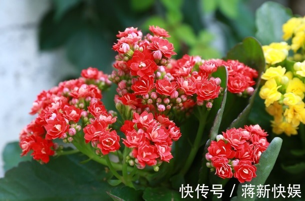 五种开花小机器,超级“爱开花”,家里养一盆,秋冬有花看