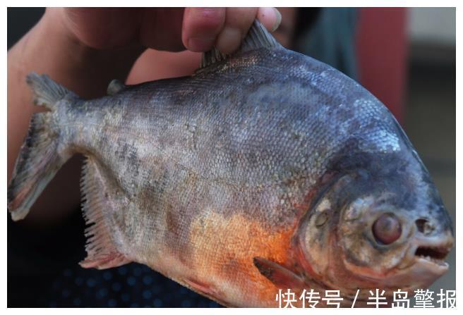 食蚊鱼|菩萨鱼在广西多到“泛滥”,如今非洲鲫鱼搅局,内卷有多厉害?
