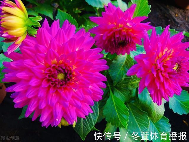 四季海棠|建议大家：逛花市碰到5种花，别犹豫，虽然便宜但巨好养