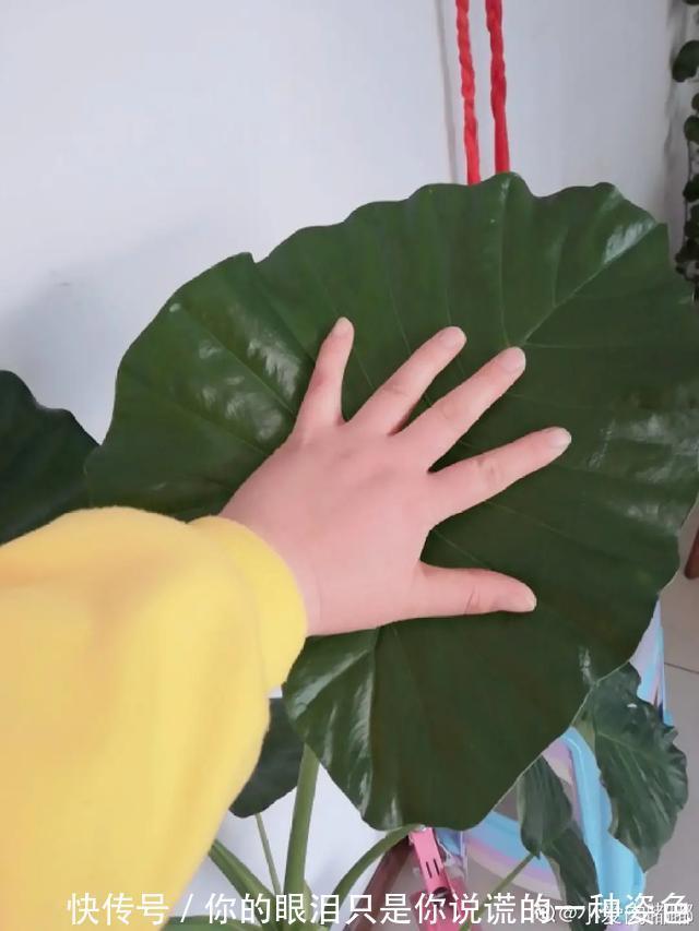 惹不起的花,叶子直径3米大,一片叶子盖住3个人