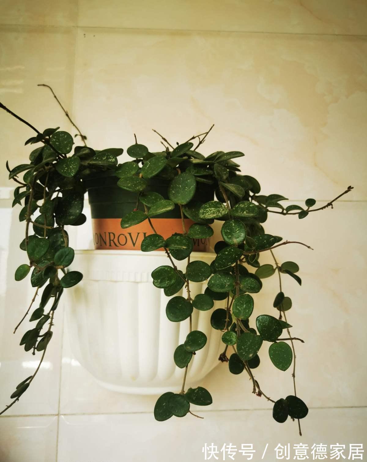 枝条|很耐阴的多肉,爱之蔓在秋天养,到底晒好还是不晒好