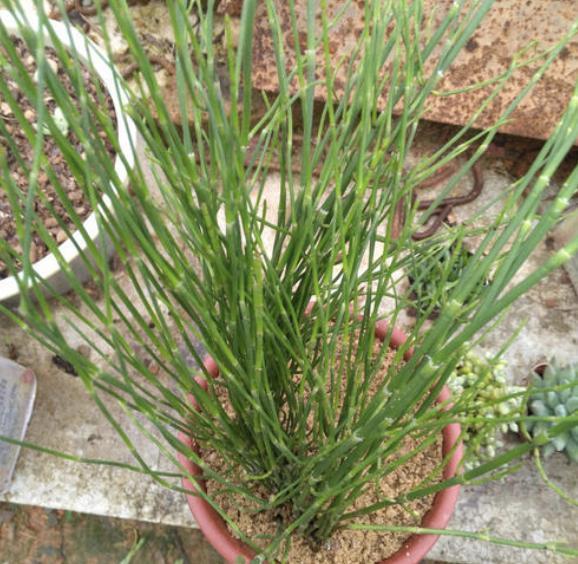 2种植物常被当成“野草”,花店老板娘却拔了“20棵”,卖18元!