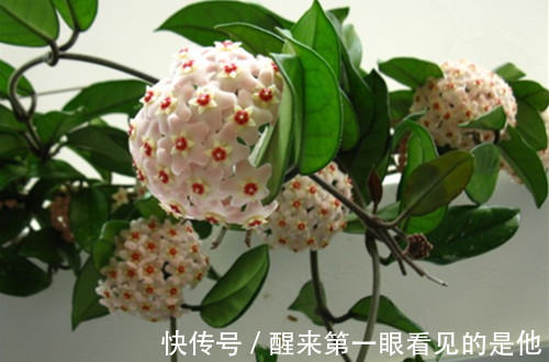 喜欢养护花卉,就在家中养护好养的3种花卉,太美了,很喜欢的花