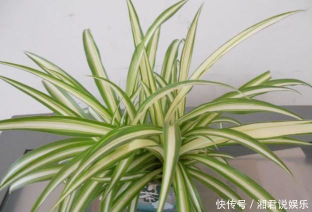 修剪吊兰、发财树、长寿花,就参照割韭菜,半个月一茬刚好!