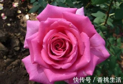 推荐新手养的4种花，全年都开花，花量巨大，气味芬芳