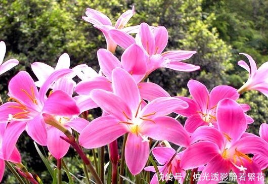 绿朝云|喜欢菊花,不如养盆“珍贵名菊”绿朝云,似惊鸿起舞,美丽优雅