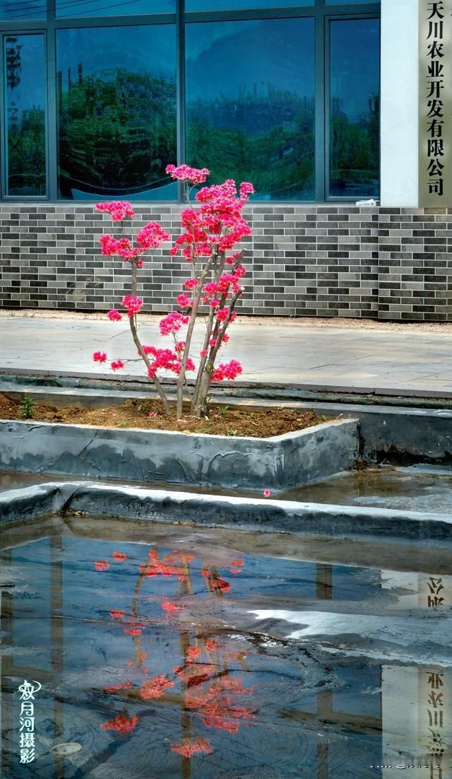 日照市五莲县潮河镇刘家坪村--茶引文化