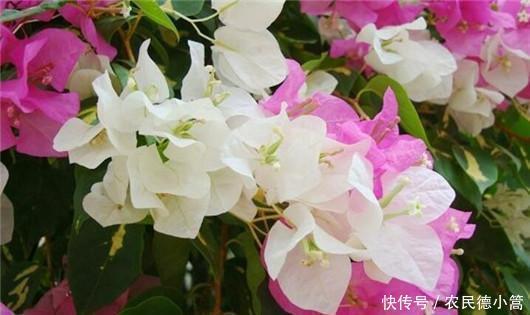 终于|终于知道三角梅为什么不开花了!你遇到过吗