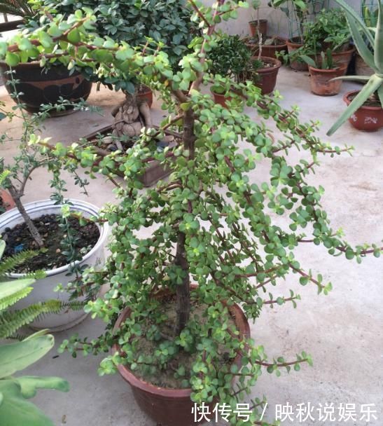 柳树|马齿苋树长得慢,涂点“自制生长液”,叶子如玉,还能养成老桩