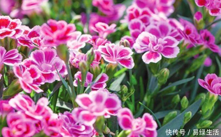 鼠尾|5种花很耐养,开花漂亮花期长,沾土就能活,超美的