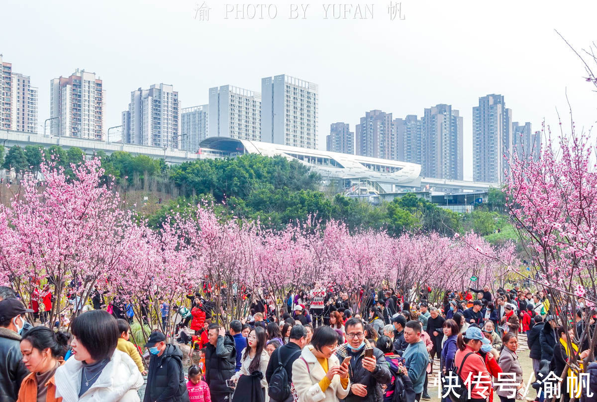 康庄|重庆主城地铁旁的免费花海，游人摩肩接踵，真的太美太火爆了