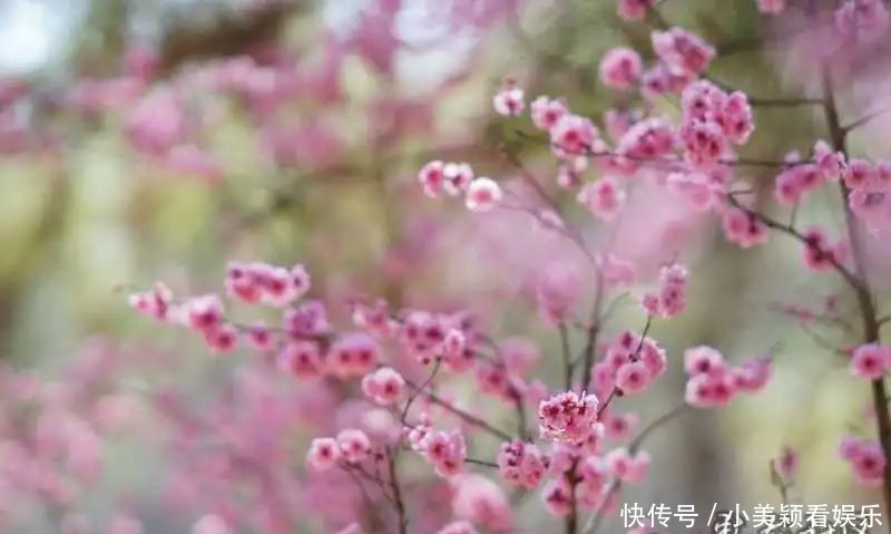 一条街|春城春意浓，西山区赏花正当时