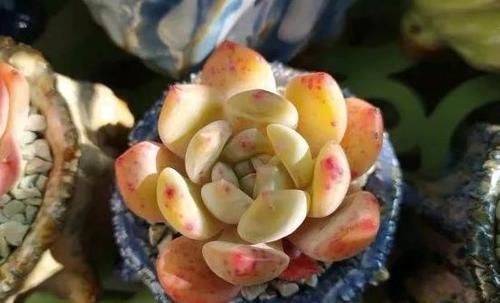 叶子|多肉叶子一碰就掉怎么办?摸清这些病灶、处理方法,一切没问题