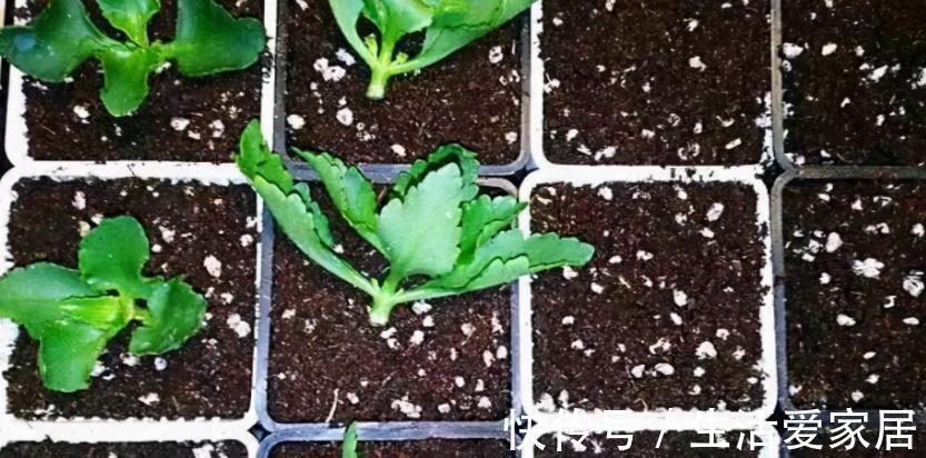 养花该怎么减少花销？扦插育苗，年年都能省下不少钱