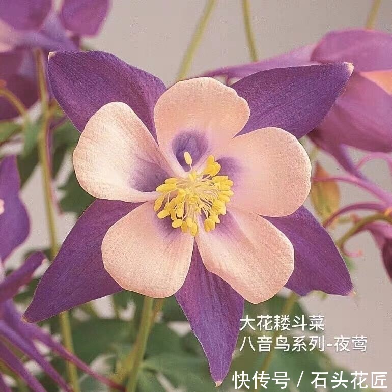 仙气|名字叫做“耧斗菜”,花朵却又“仙气飘飘”,今年的网红花