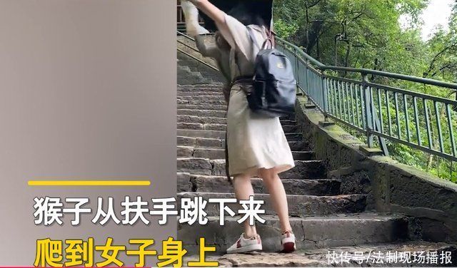 游客|女子景区内遇“泼猴”抢奶茶，崩溃怒吼:你以为你在这里了不起啊