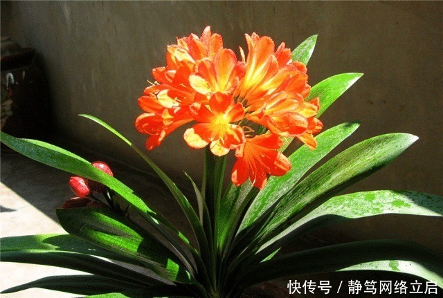 老大爷养君子兰，用上3种“黑炭块”，齐刷刷冒白根，年年开花旺