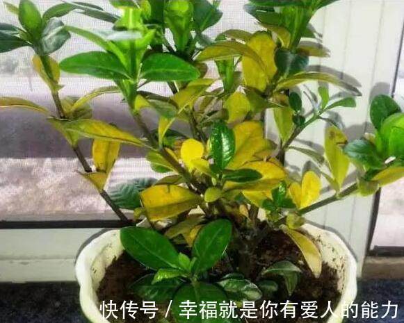 把这碗“营养液”倒在了花盆里,疯狂开花不招虫,还能冶黄叶!