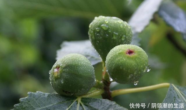 冬季养护无花果有讲究,这几步不能少,否则明年结果少,不结果