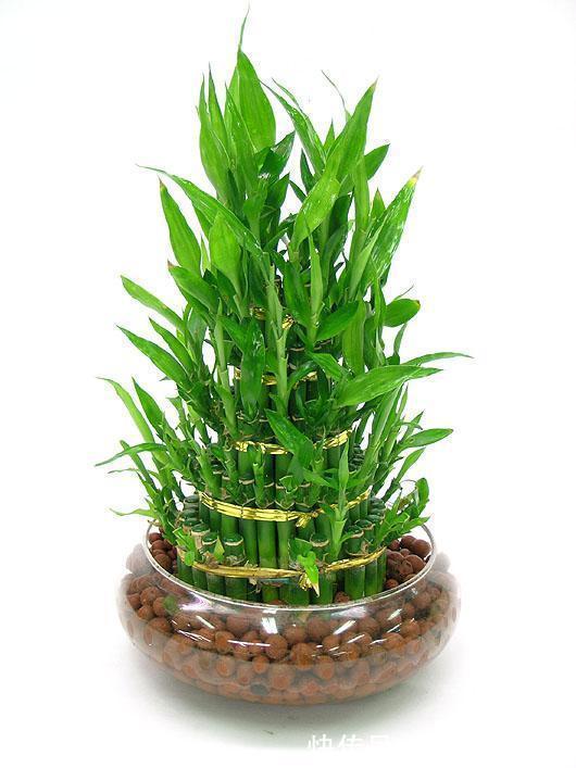 甲醛|懂生活的人家里都养这四种植物！