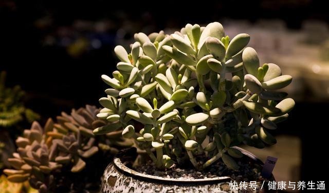 3块多钱买棵多肉,养大半年只长“胡子”不长个,脱盆一看明白了!